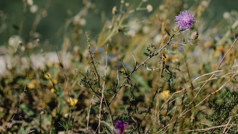 Kornblomst Grøn Hverdag temadage
